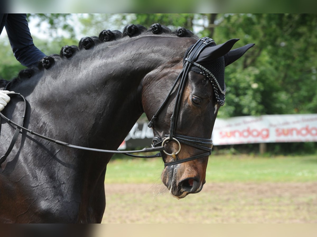 Koń hanowerski Klacz 6 lat 178 cm Skarogniada in Lähden