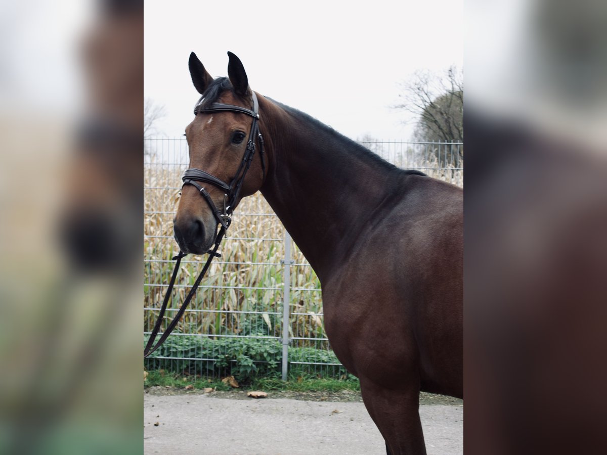 Koń hanowerski Klacz 7 lat 160 cm Gniada in Bad Nenndorf