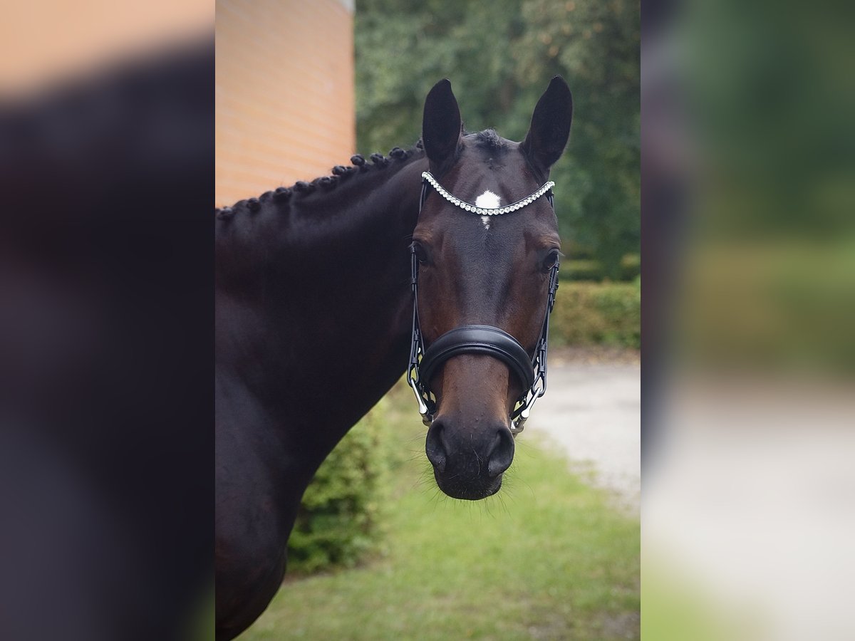 Koń hanowerski Klacz 7 lat 164 cm Ciemnogniada in Rendsburg