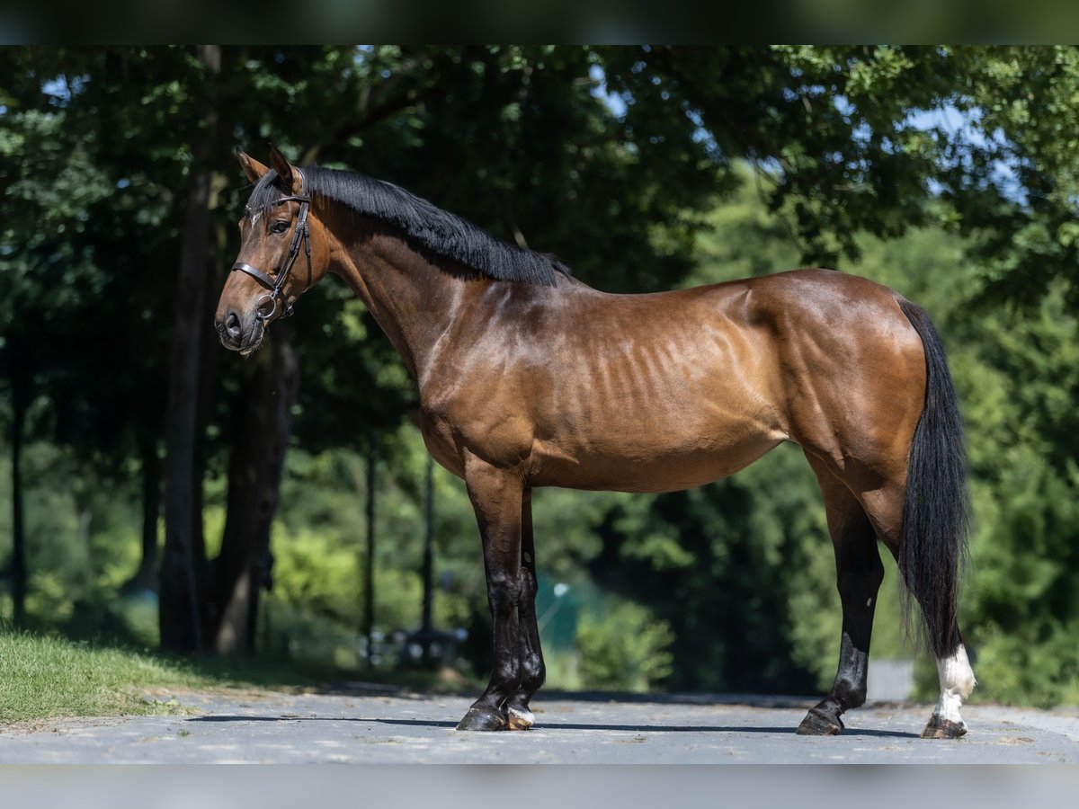 Koń hanowerski Klacz 7 lat 166 cm Gniada in Windhagen