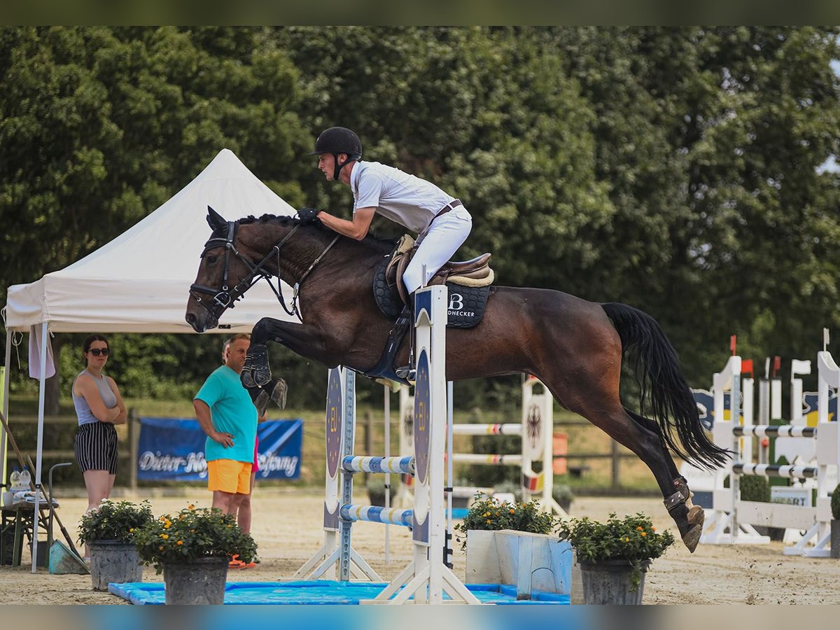 Koń hanowerski Klacz 7 lat 166 cm Gniada in Riedstadt