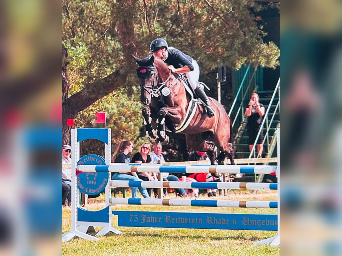 Koń hanowerski Klacz 7 lat 167 cm Ciemnogniada in Zeven/Heeslingen