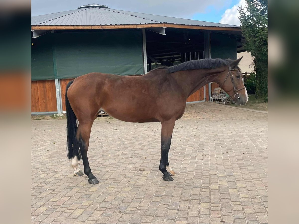 Koń hanowerski Klacz 7 lat 168 cm Gniada in Paruszka