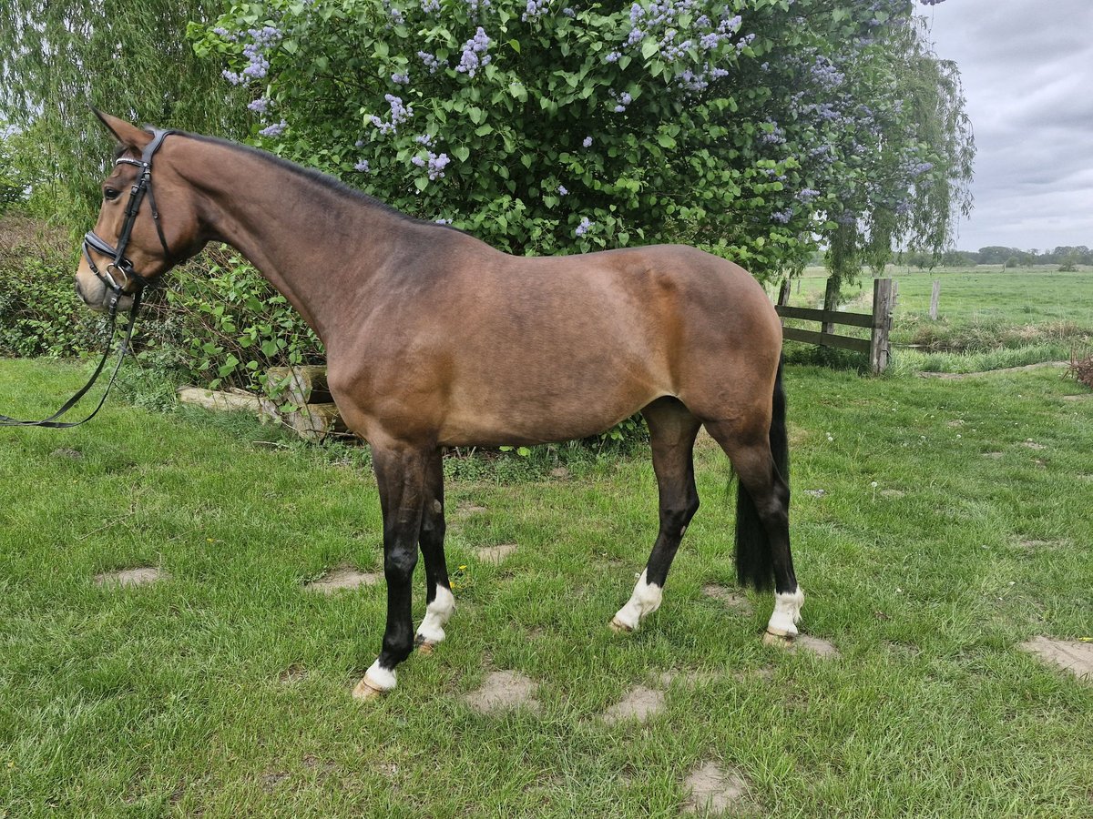 Koń hanowerski Klacz 7 lat 168 cm Gniada in Wittorf