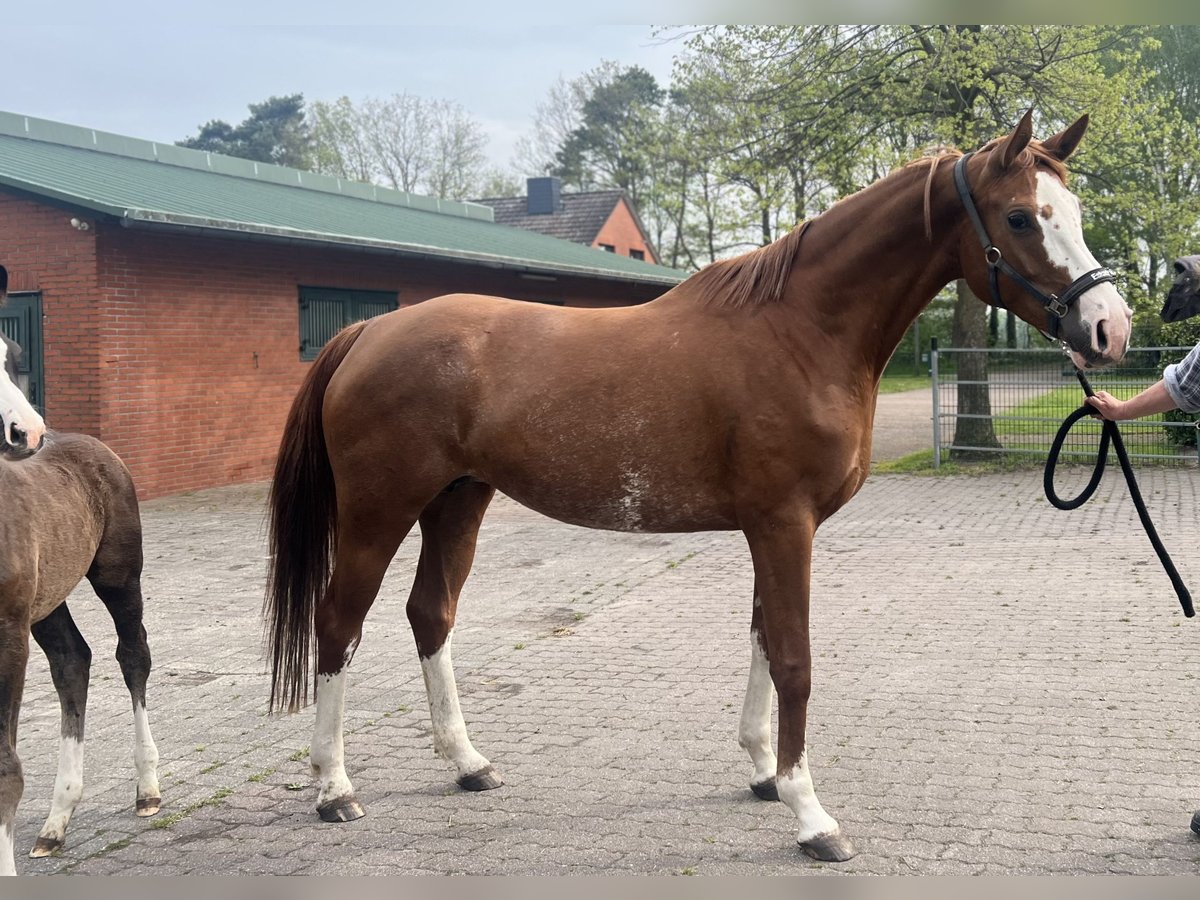 Koń hanowerski Klacz 7 lat 168 cm Kasztanowata in Samern
