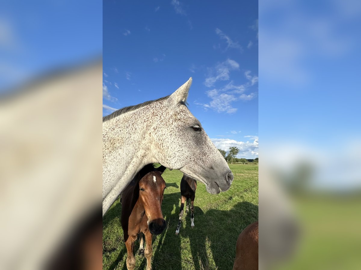 Koń hanowerski Klacz 7 lat 168 cm Siwa in Wahrenholz