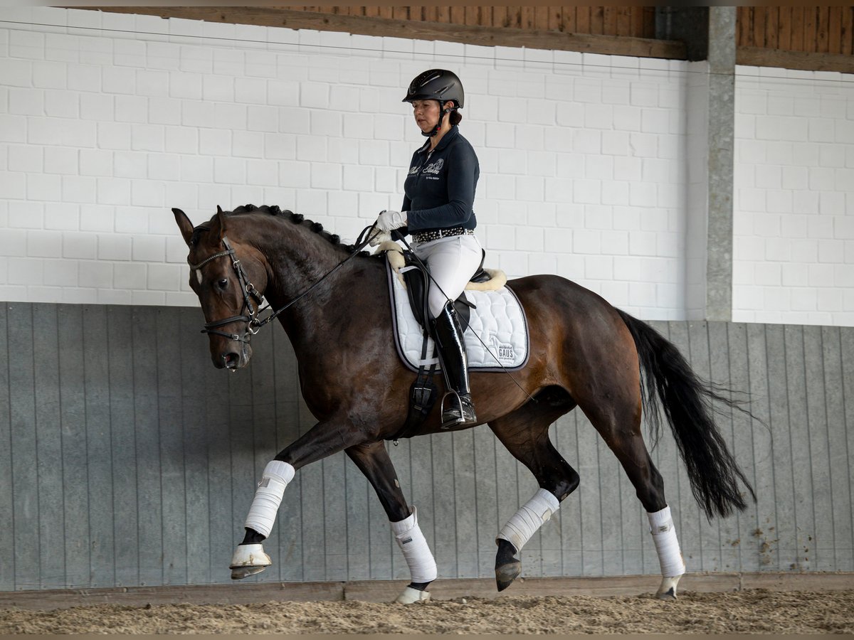 Koń hanowerski Klacz 7 lat 169 cm Ciemnogniada in Tiddische