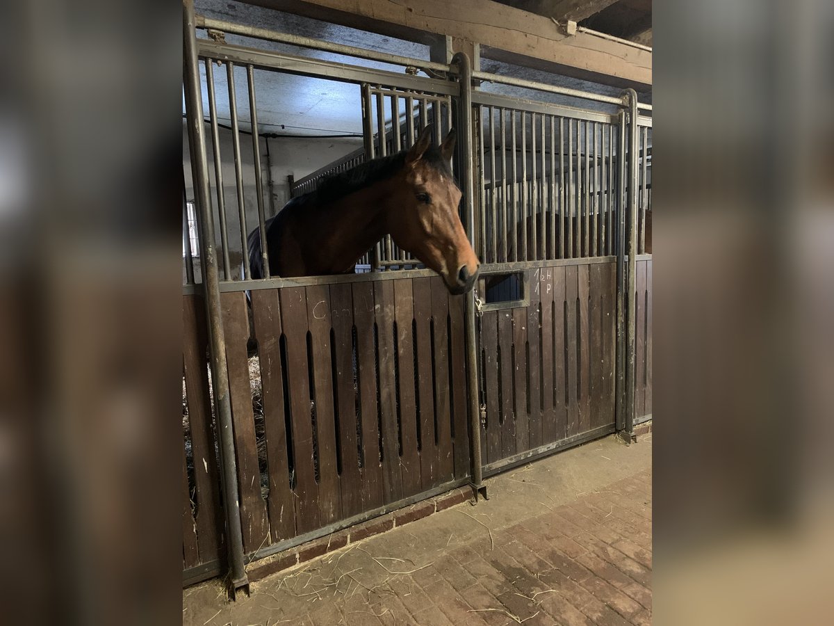 Koń hanowerski Klacz 7 lat 170 cm Gniada in Cloppenburg