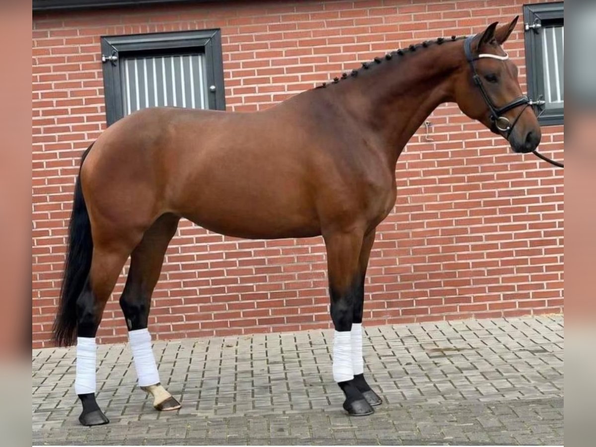Koń hanowerski Klacz 7 lat 170 cm Gniada in Welden
