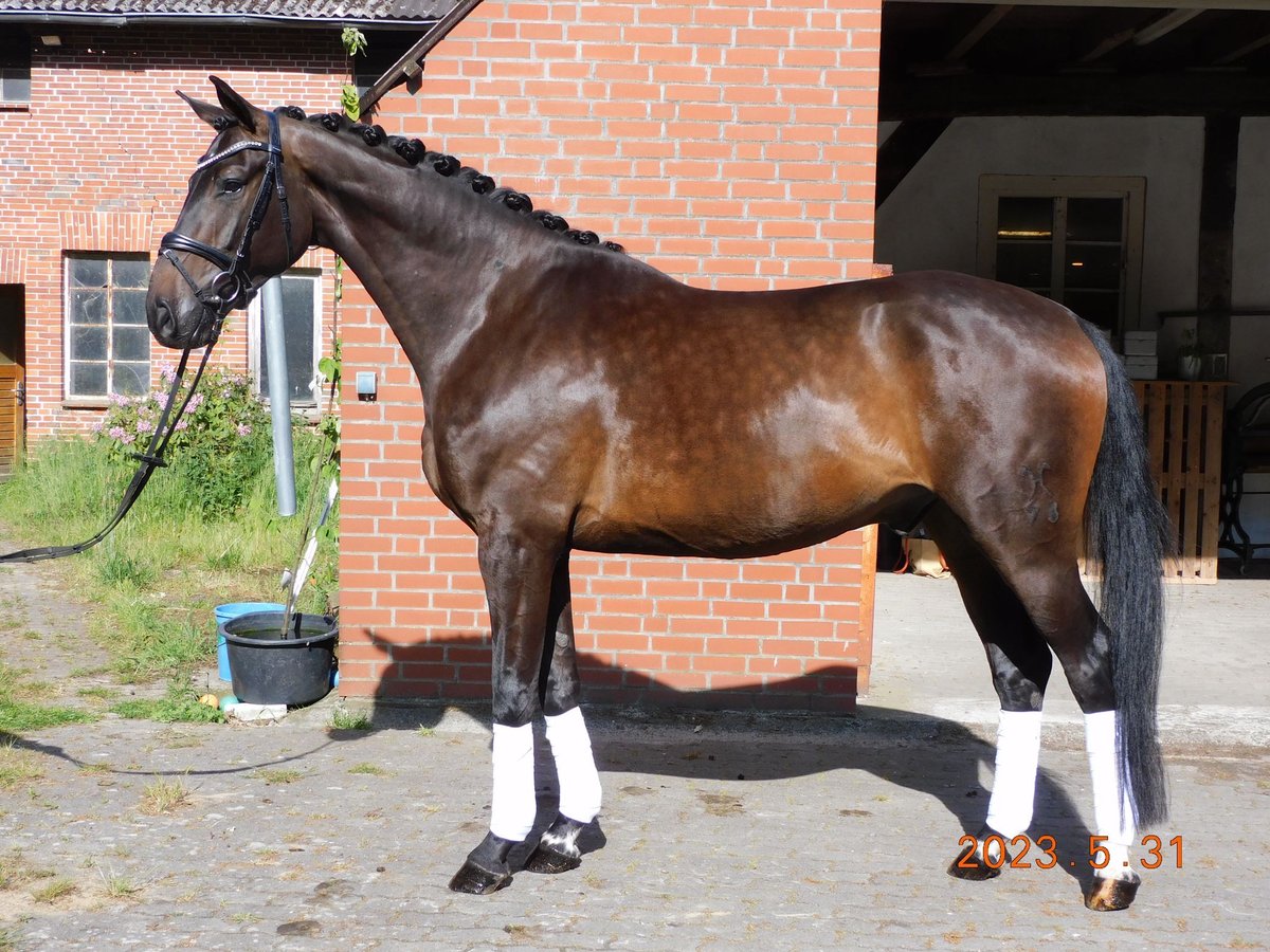 Koń hanowerski Klacz 7 lat 171 cm Gniada in Kutenholz