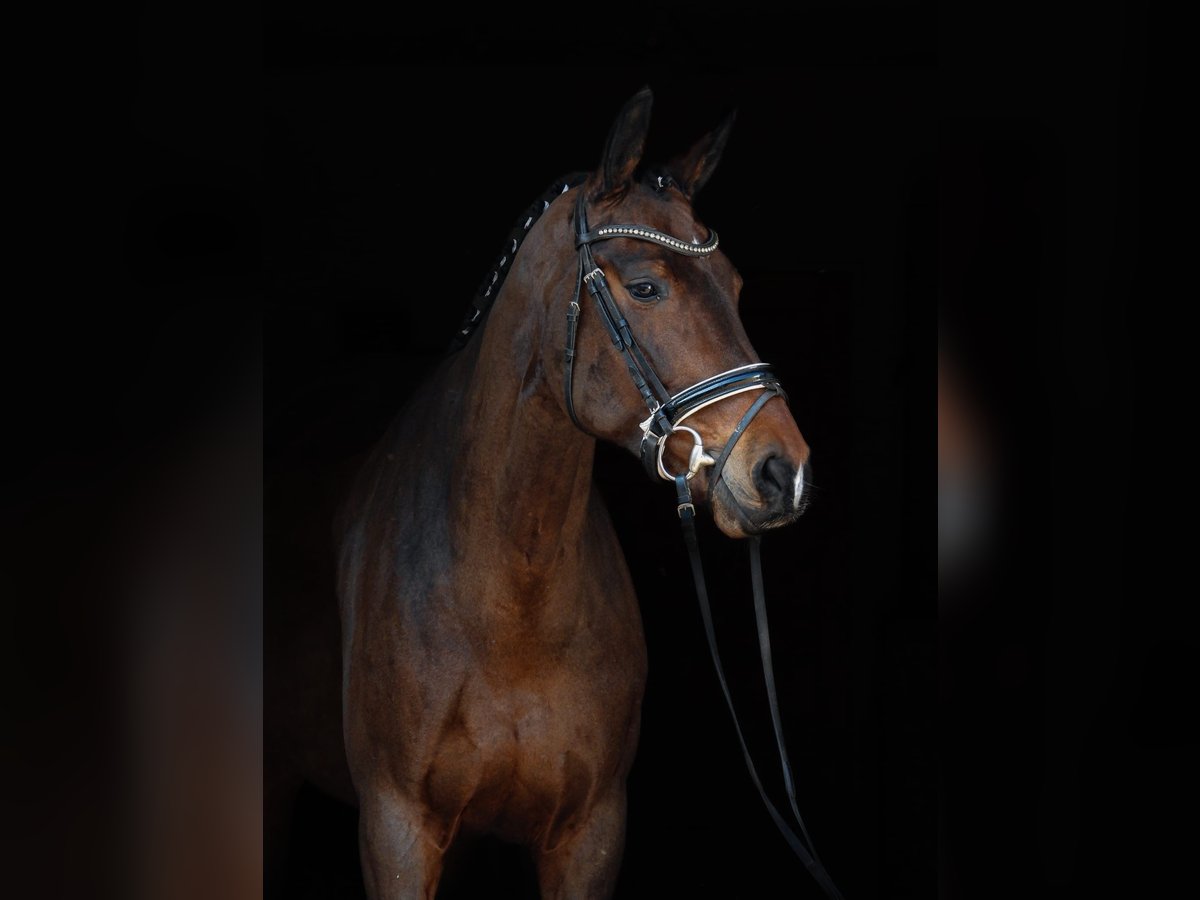 Koń hanowerski Klacz 7 lat 172 cm Gniada in Hamburg