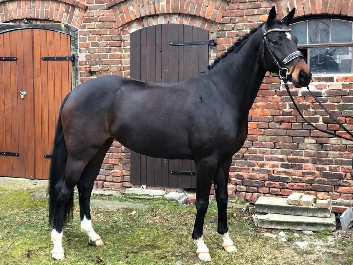 Koń hanowerski Klacz 8 lat 160 cm Skarogniada in Großbeeren