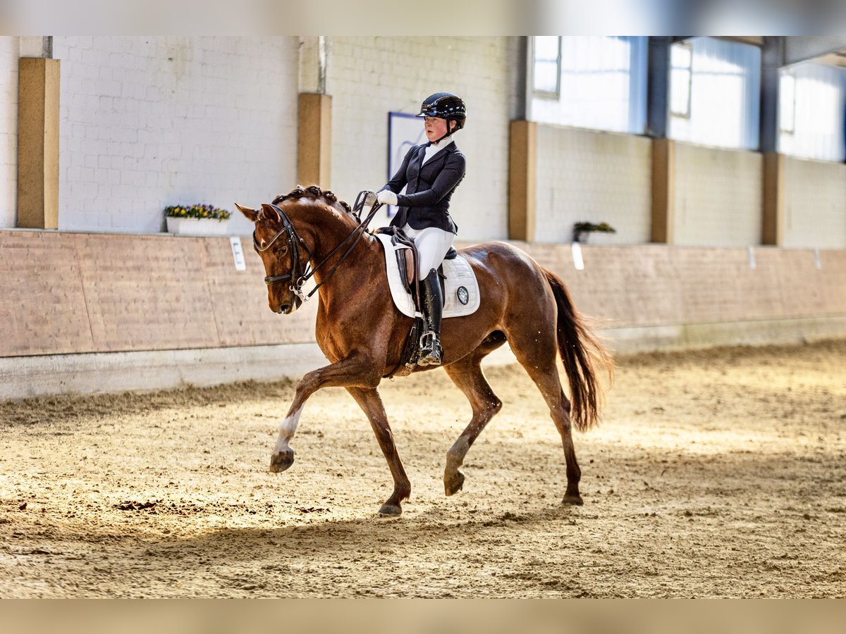 Koń hanowerski Klacz 8 lat 164 cm Kasztanowata in Melle