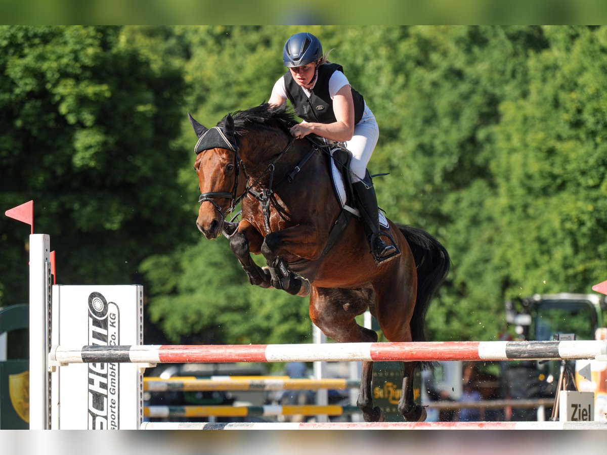 Koń hanowerski Klacz 8 lat 167 cm Gniada in Schenklengsfeld