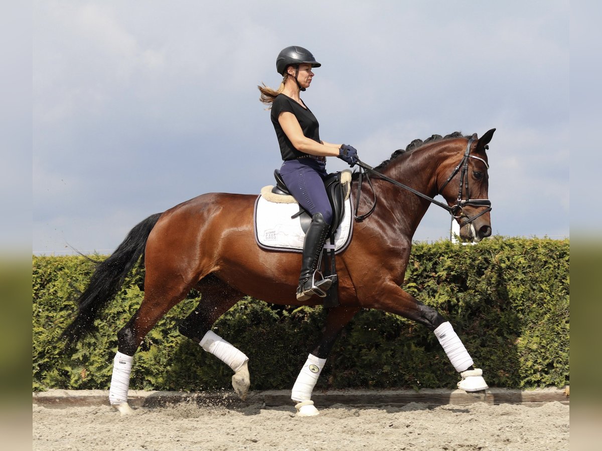 Koń hanowerski Klacz 8 lat 168 cm Ciemnogniada in Tiddische