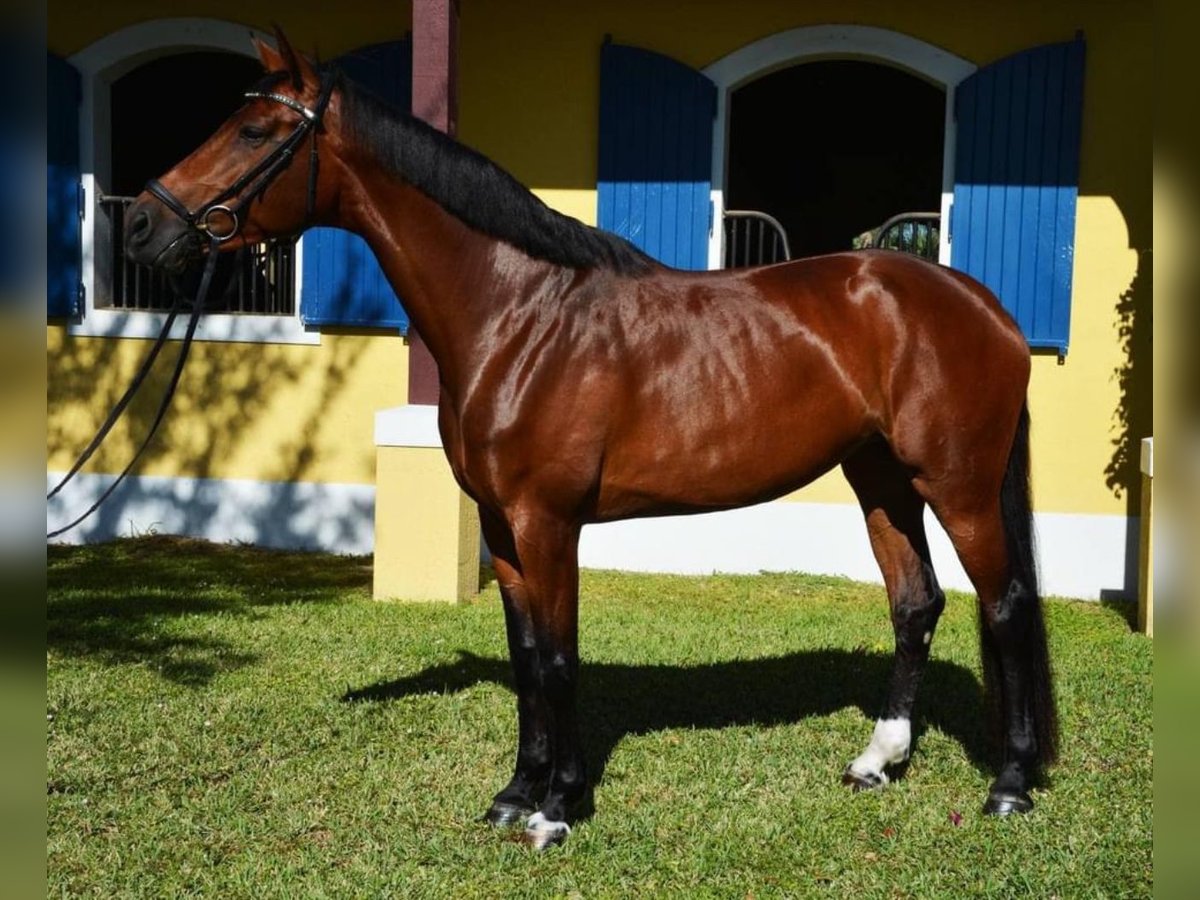 Koń hanowerski Klacz 8 lat 168 cm Gniada in Wellington