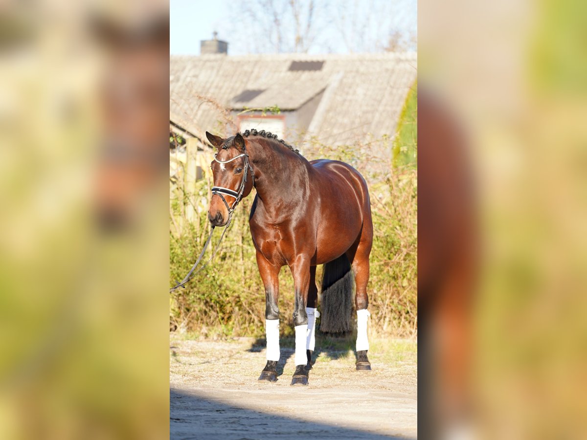 Koń hanowerski Klacz 8 lat 170 cm Gniada in Hohenfelde