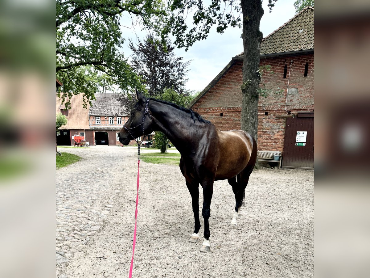 Koń hanowerski Klacz 8 lat 174 cm Ciemnogniada in Bienenb&#xFC;ttel