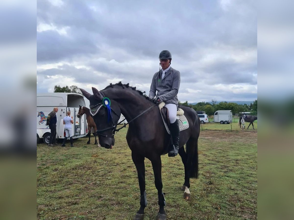 Koń hanowerski Klacz 8 lat 174 cm Kara in Einbeck