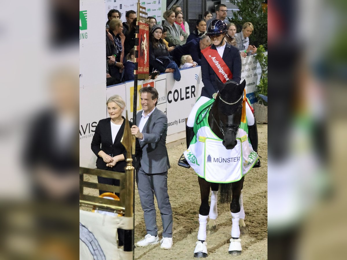 Koń hanowerski Klacz 8 lat 174 cm Kara in Greven