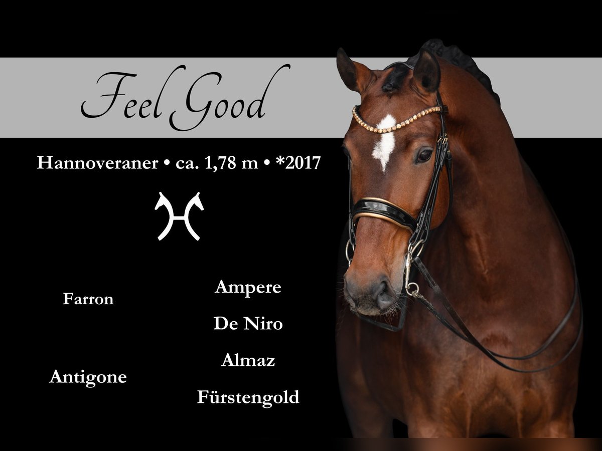 Koń hanowerski Klacz 8 lat 179 cm Gniada in Wehringen