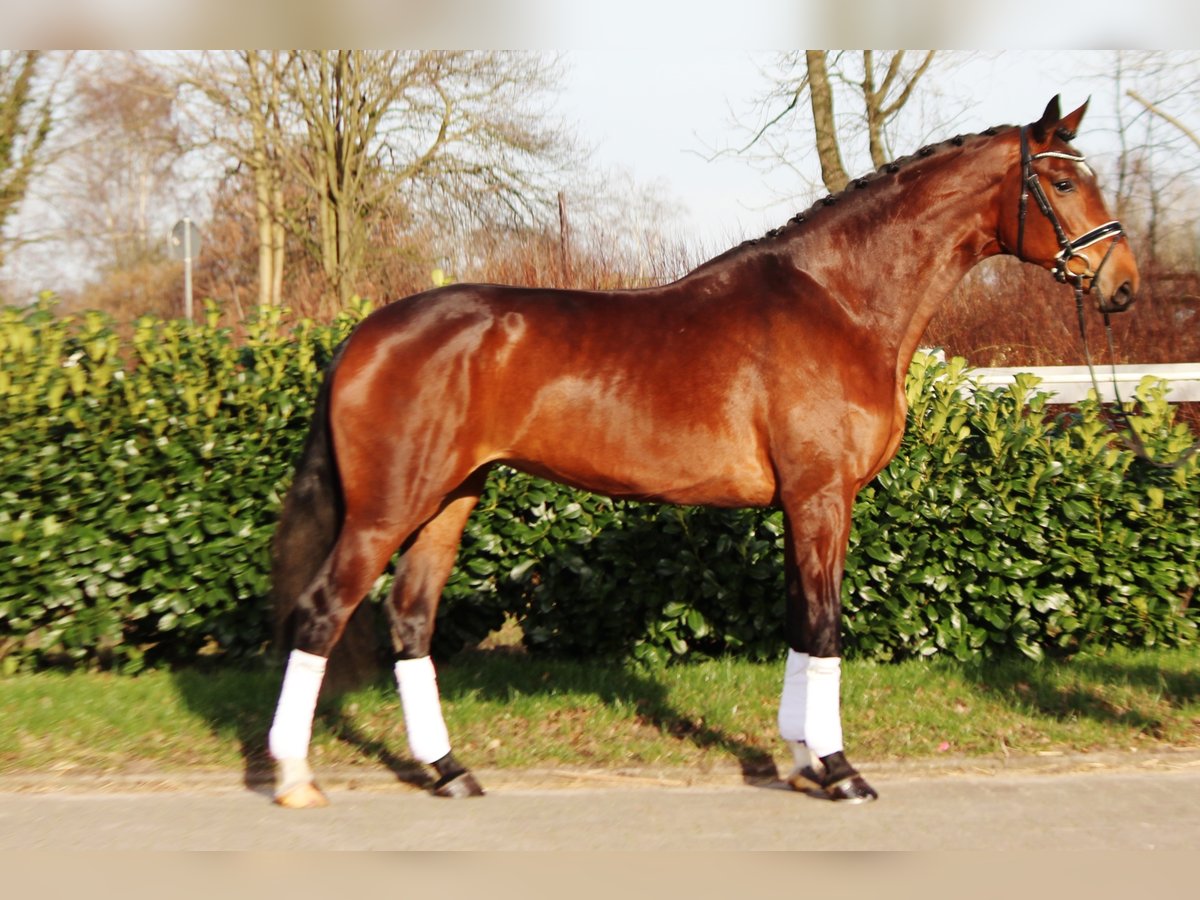 Koń hanowerski Klacz 8 lat 182 cm Gniada in Selsingen