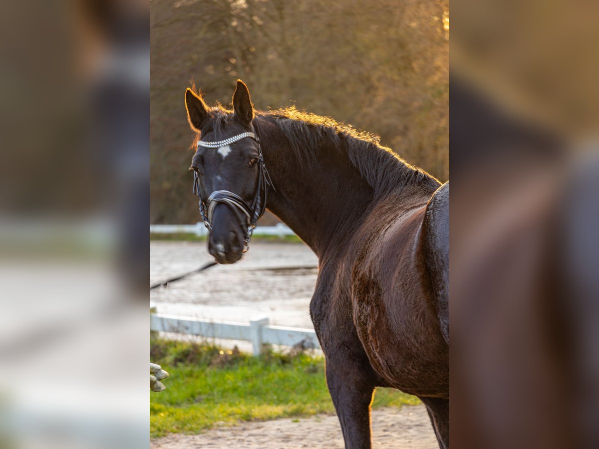 Koń hanowerski Klacz 9 lat 164 cm in Nidda