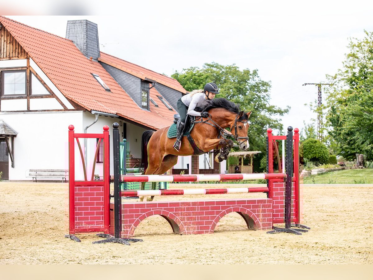 Koń hanowerski Klacz 9 lat 165 cm Gniada in Ballenstedt