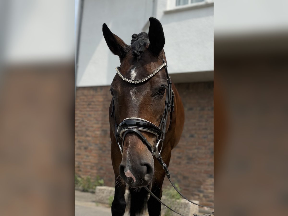 Koń hanowerski Klacz 9 lat 170 cm Ciemnogniada in Niederkassel