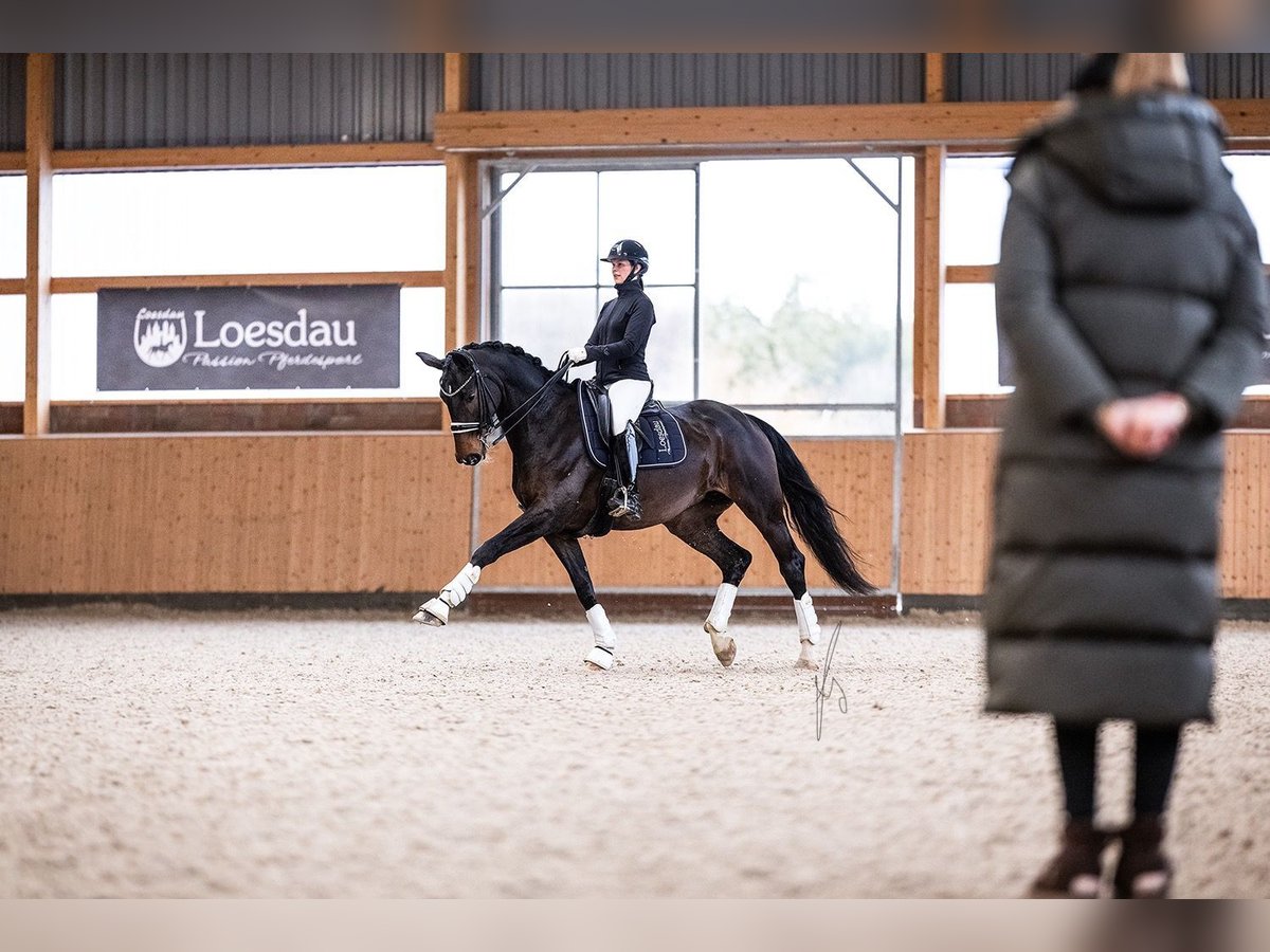 Koń hanowerski Klacz 9 lat 175 cm Ciemnogniada in Neu Wulmstorf