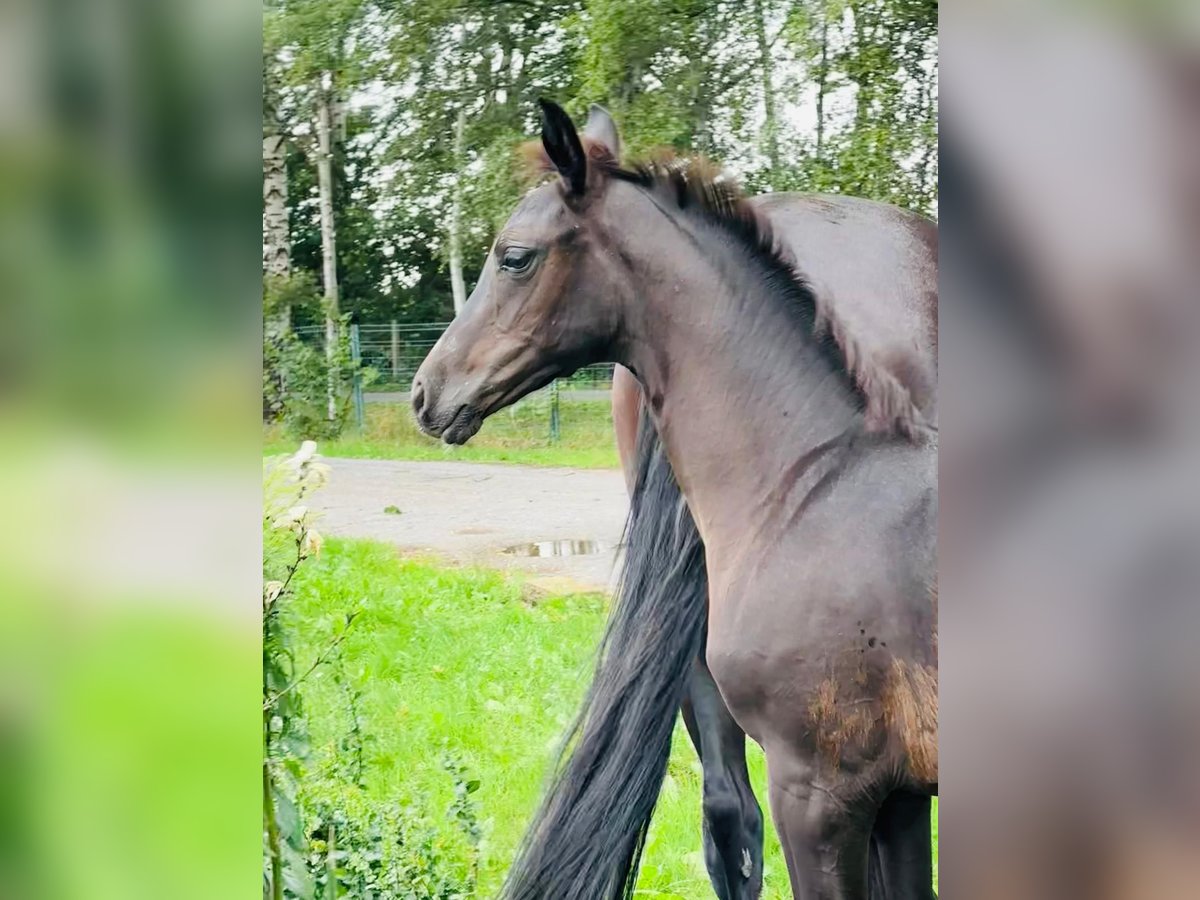 Koń hanowerski Klacz Źrebak (04/2025) 169 cm Skarogniada in Winsen (Luhe)
