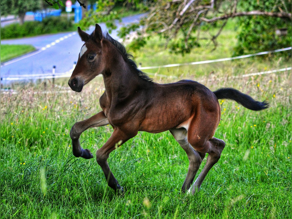 Koń hanowerski Klacz Źrebak (05/2024) 170 cm Ciemnogniada in Lautertal