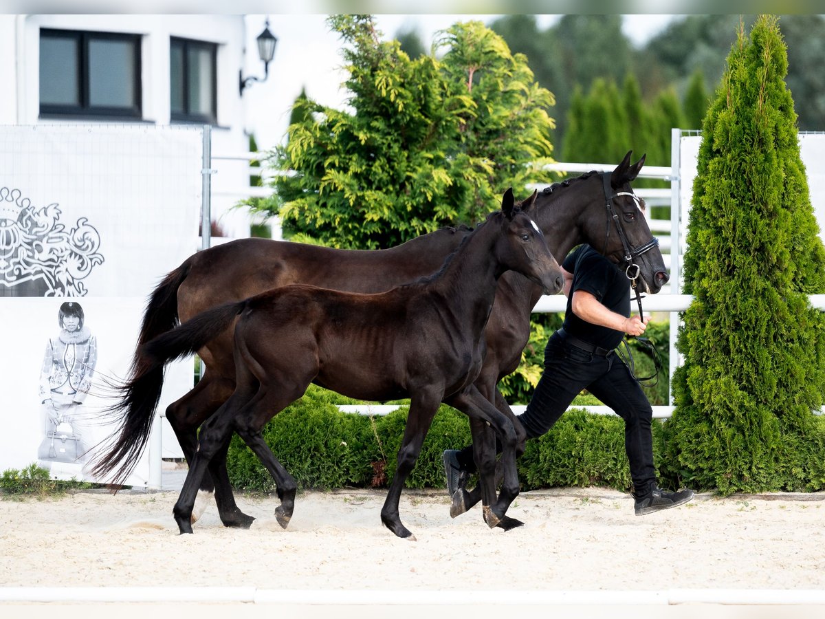 Koń hanowerski Klacz Źrebak (04/2024) 170 cm Kara in Wysin