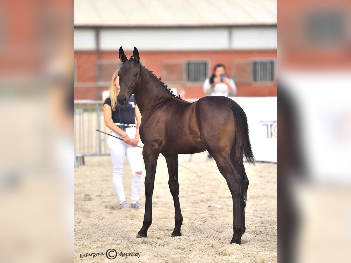 Koń hanowerski Klacz Źrebak (05/2025) 170 cm Skarogniada in Krak&#xF3;w