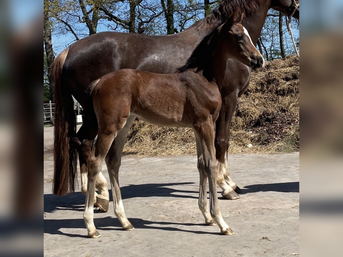 Koń hanowerski Klacz  Gniada in Cuxhaven