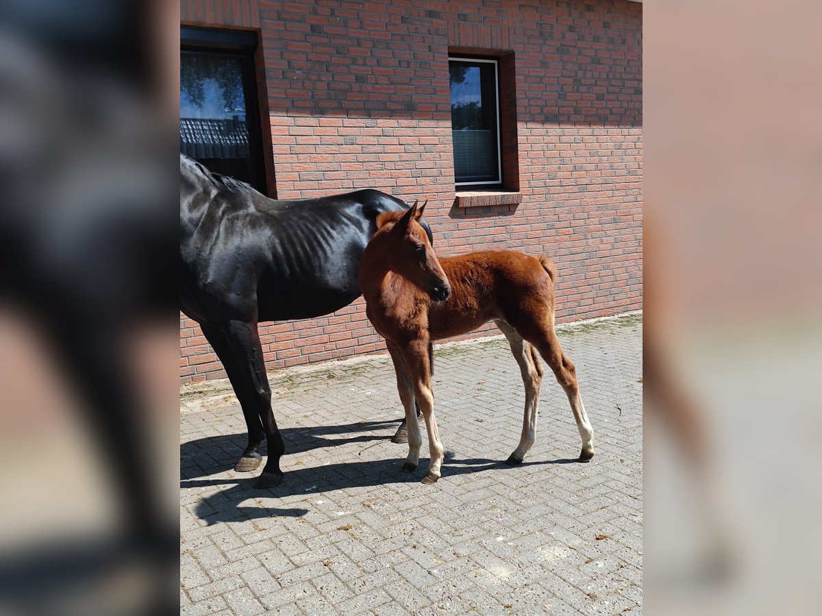 Koń hanowerski Klacz  Kasztanowata in Langen