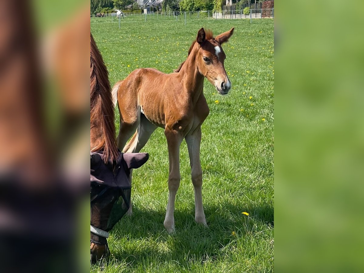 Koń hanowerski Klacz Kasztanowata in Ostercappeln Koń hanowerski Klacz Kasztanowata in Ostercappeln