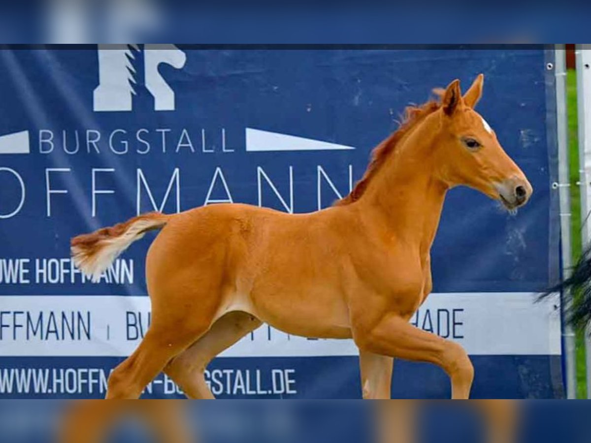 Koń hanowerski Klacz  Kasztanowata in Verden (Aller)