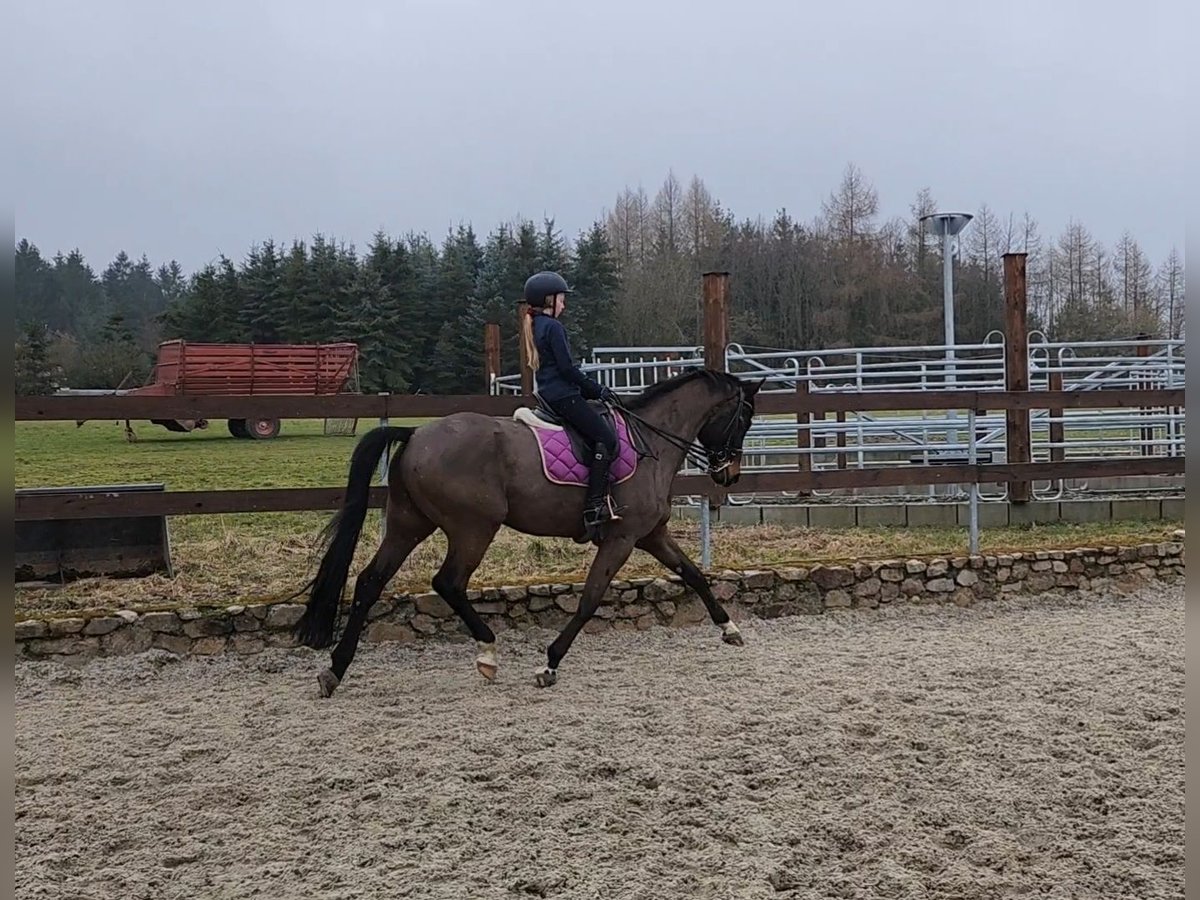 Koń hanowerski Ogier 10 lat 172 cm Skarogniada in Wilsdruff