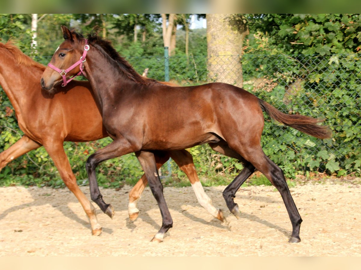 Koń hanowerski Ogier 1 Rok 169 cm Gniada in Kutenholz