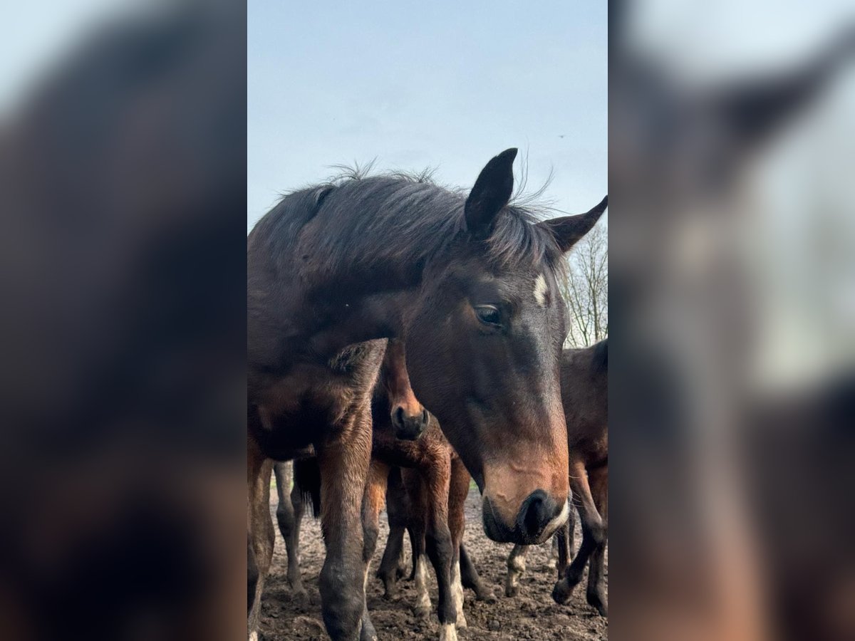 Koń hanowerski Ogier 1 Rok Ciemnogniada in Langenhagen