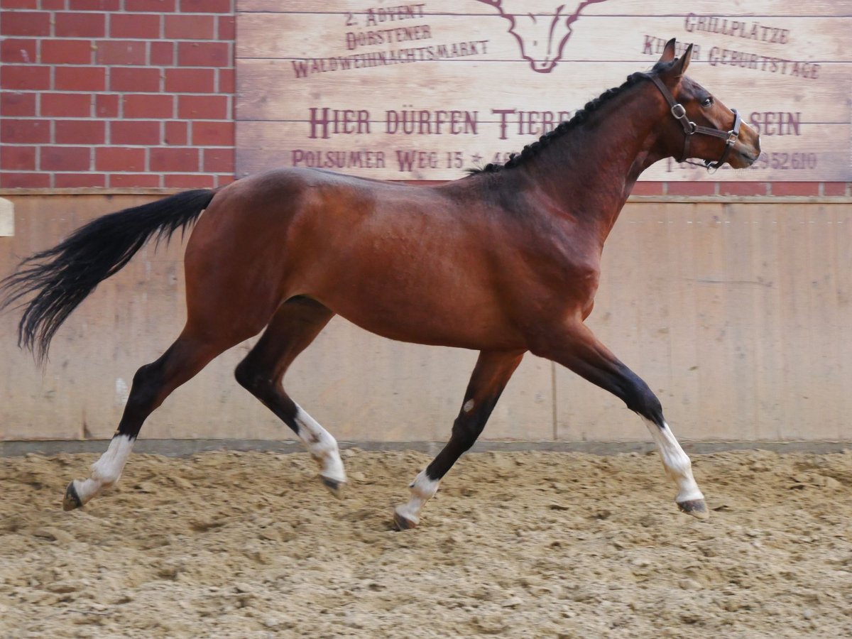 Koń hanowerski Ogier 2 lat 157 cm Gniada in Dorsten