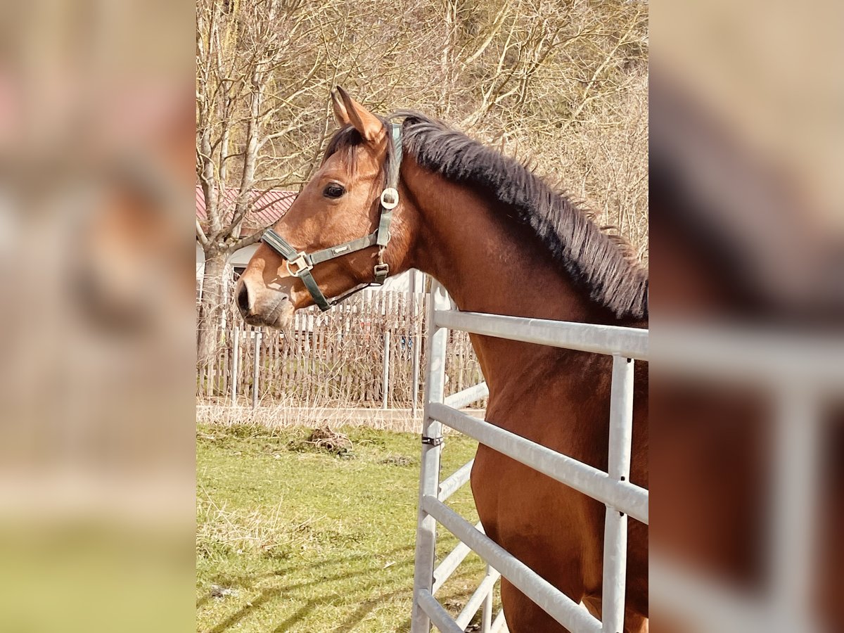 Koń hanowerski Ogier 3 lat 165 cm Gniada in Hetschburg