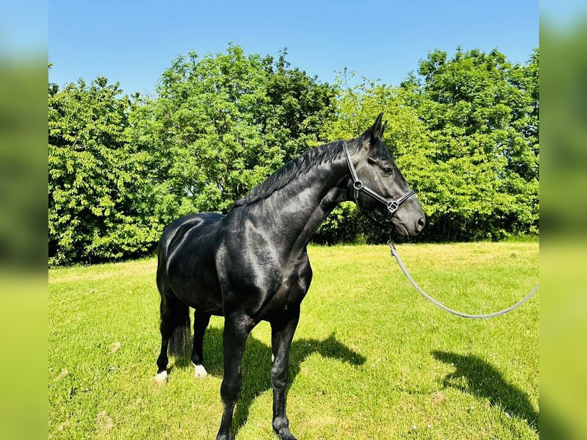 Koń hanowerski Ogier 5 lat 163 cm Kara in Rosdorf