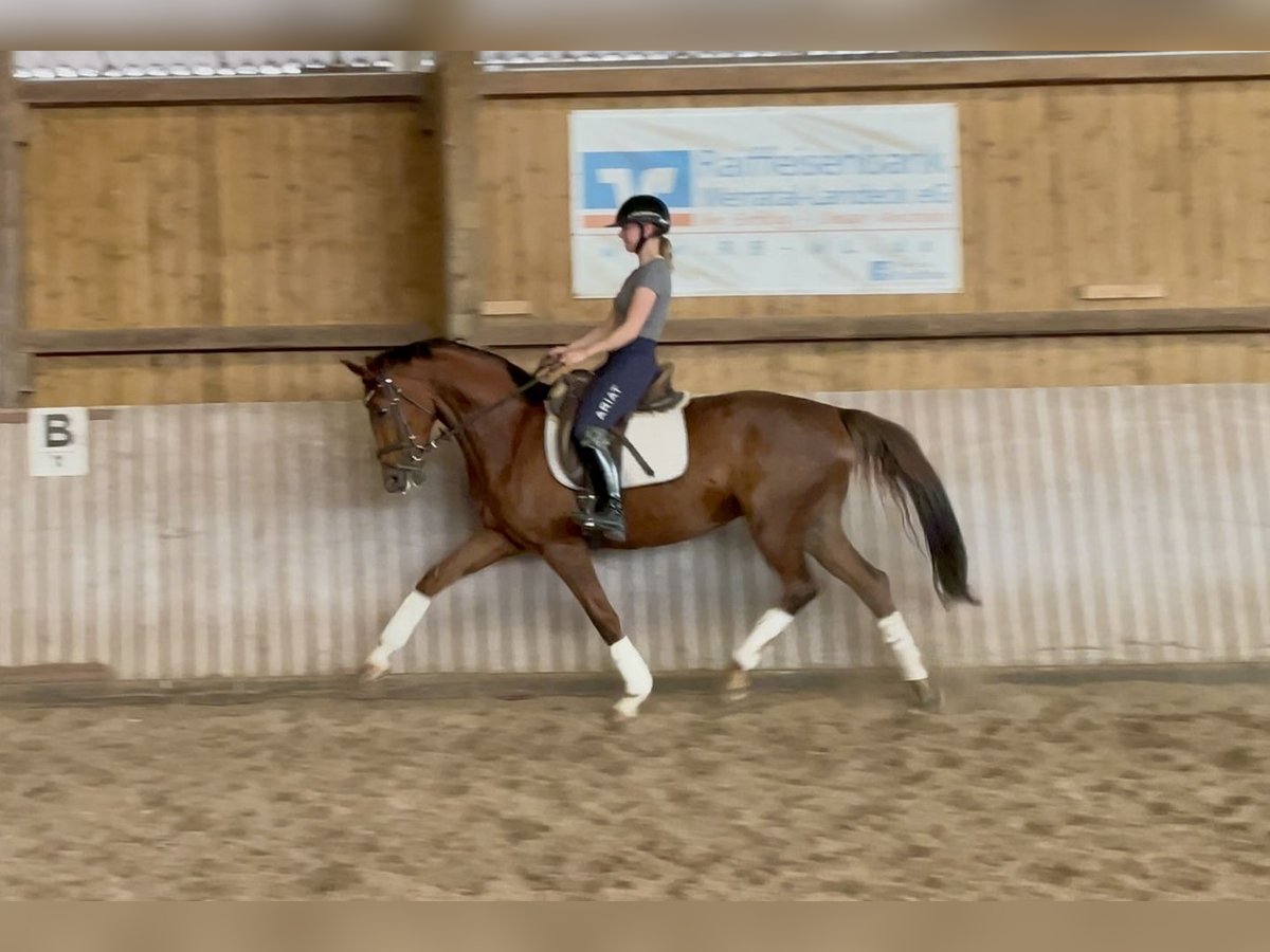 Koń hanowerski Ogier 5 lat 163 cm Kasztanowata in Schenklengsfeld