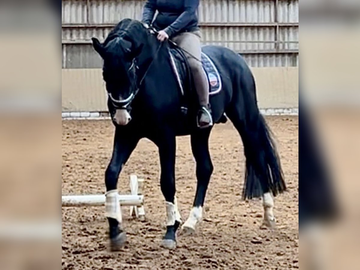 Koń hanowerski Ogier 5 lat 174 cm Kara in Vechta Koń hanowerski Ogier 5 lat 174 cm Kara in Vechta