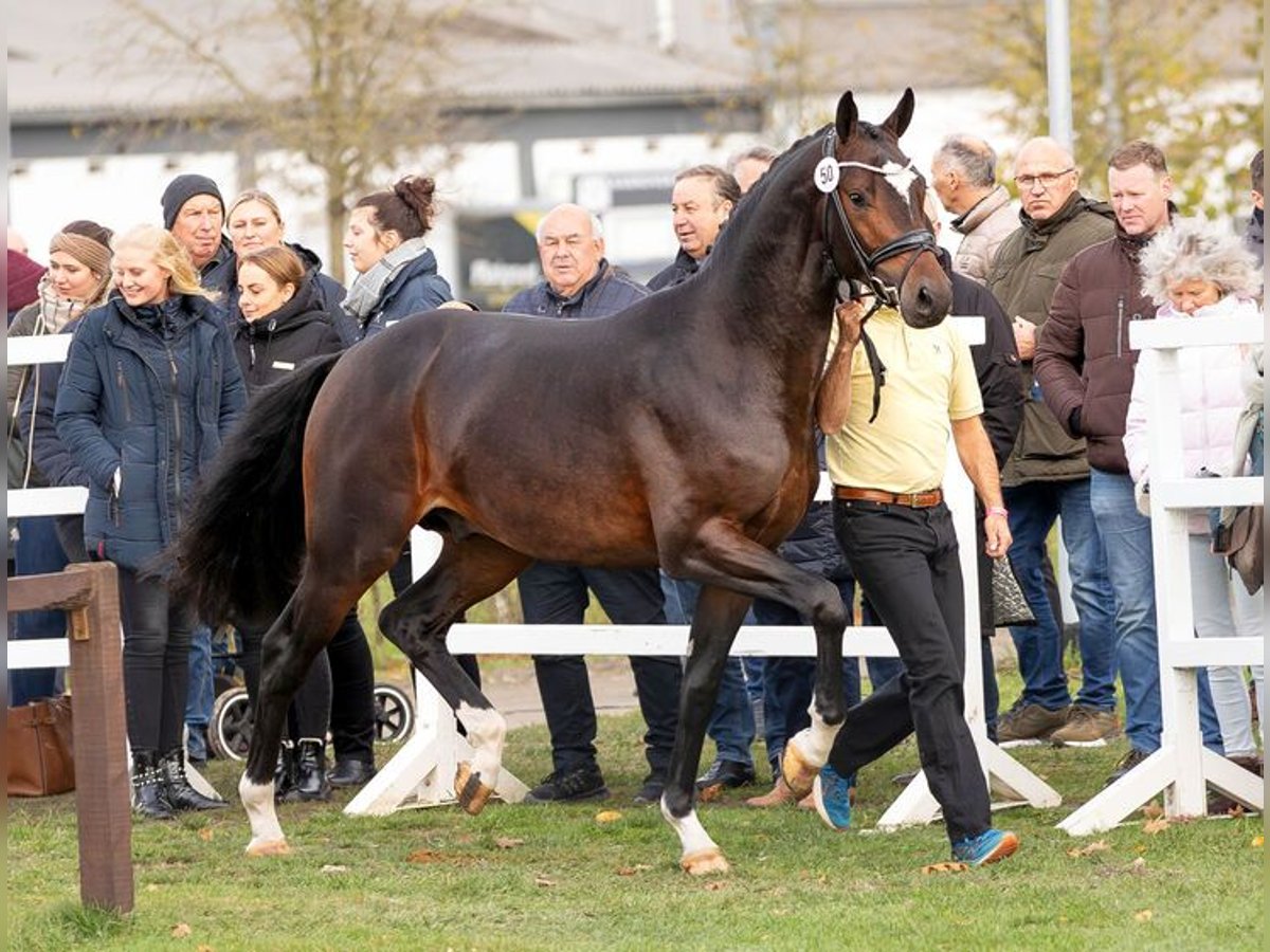 Koń hanowerski Ogier Ciemnogniada in Moritzburg