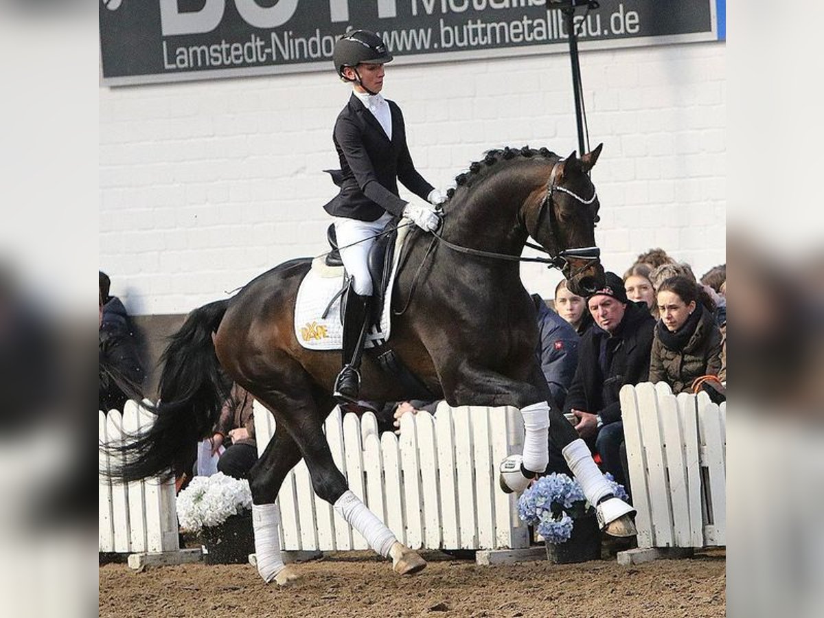 Koń hanowerski Ogier in Celle
