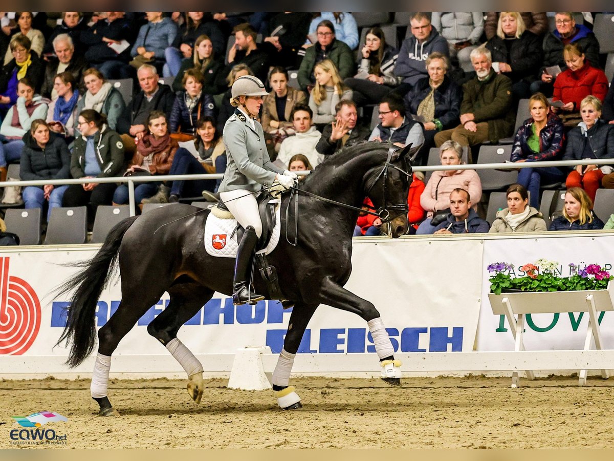 Koń hanowerski Ogier in Celle