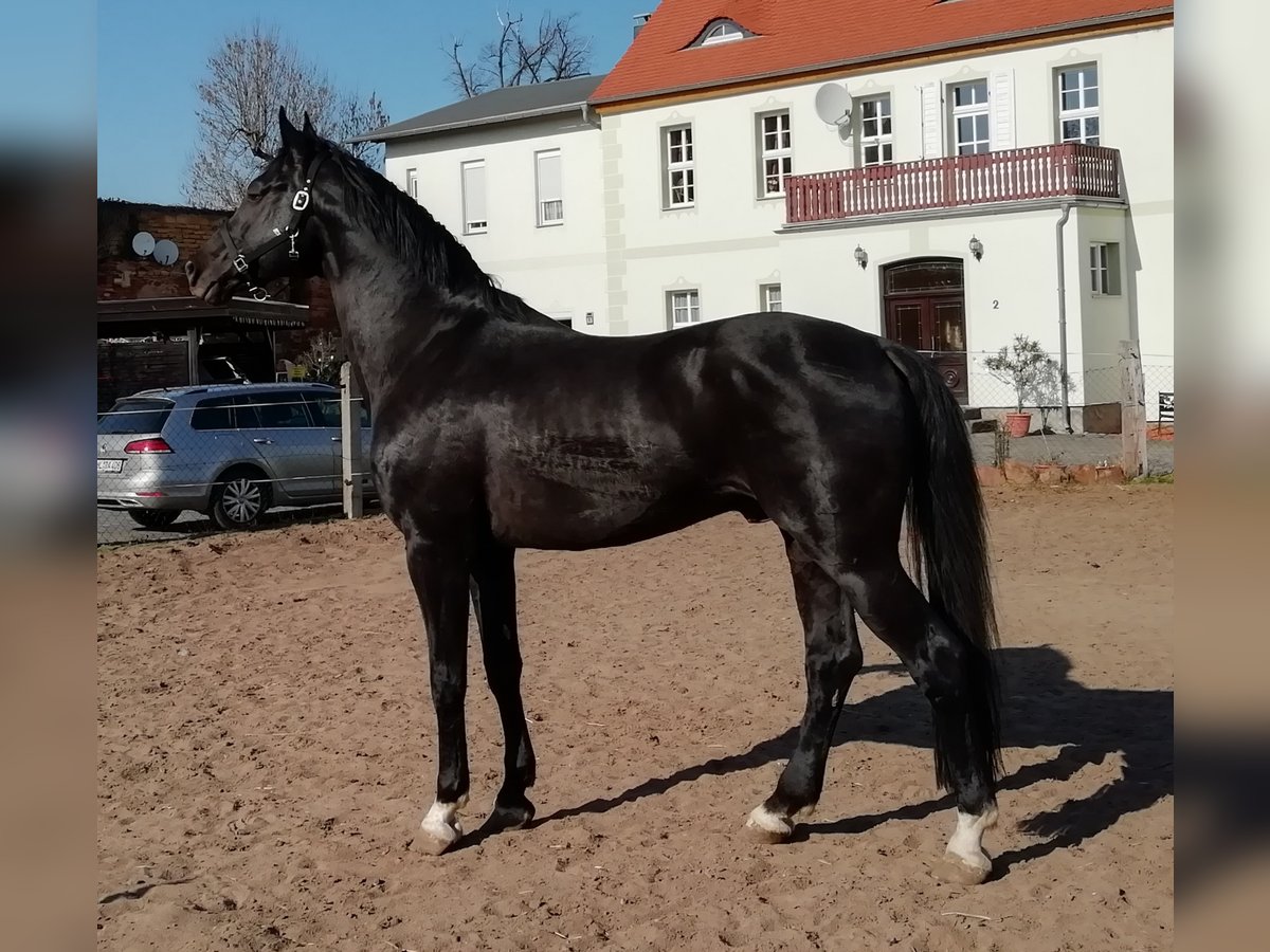 Koń hanowerski Ogier in Mansfeld